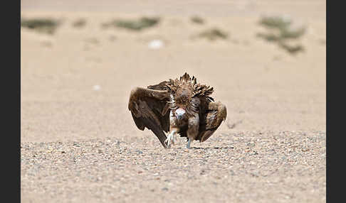 Ohrengeier (Aegypius tracheliotus)