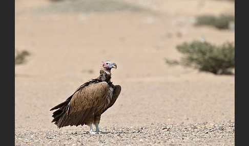 Ohrengeier (Aegypius tracheliotus)