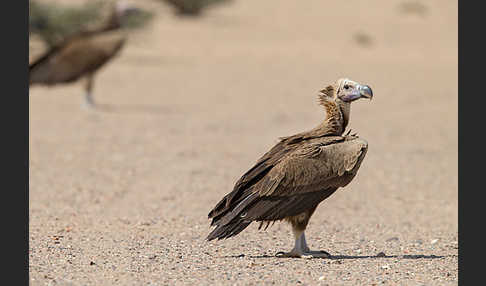 Ohrengeier (Aegypius tracheliotus)