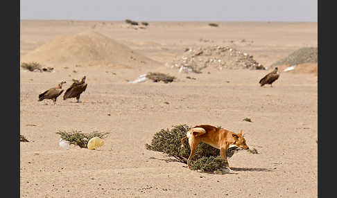 Haushund (Canis lupus familiaris)