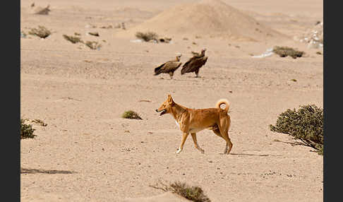 Haushund (Canis lupus familiaris)