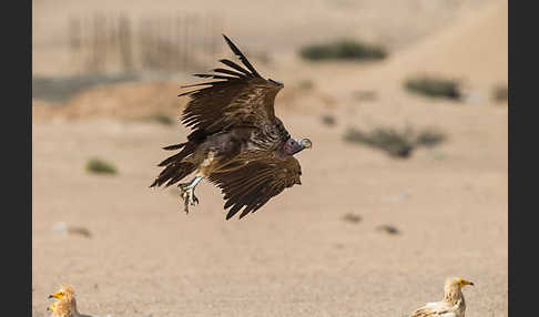 Ohrengeier (Aegypius tracheliotus)