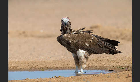 Ohrengeier (Aegypius tracheliotus)