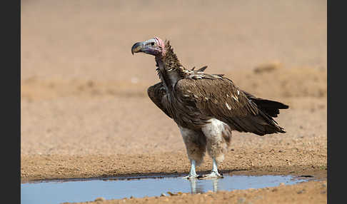 Ohrengeier (Aegypius tracheliotus)