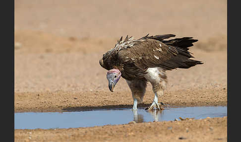 Ohrengeier (Aegypius tracheliotus)