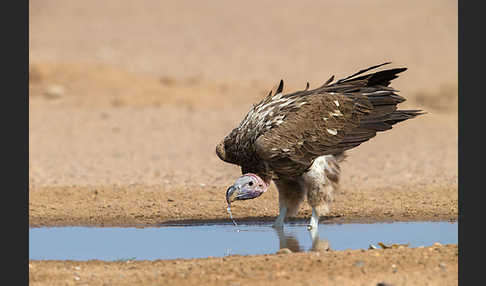 Ohrengeier (Aegypius tracheliotus)