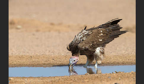 Ohrengeier (Aegypius tracheliotus)