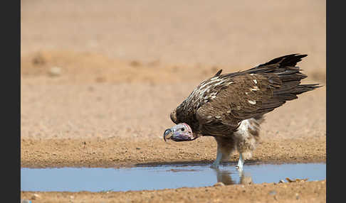 Ohrengeier (Aegypius tracheliotus)