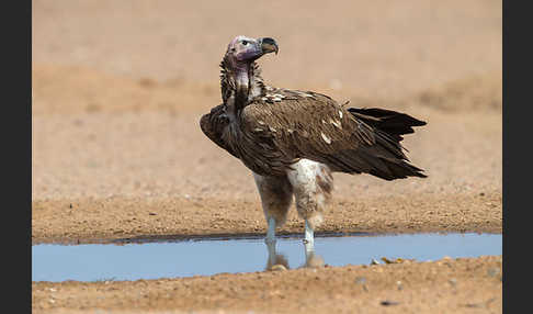 Ohrengeier (Aegypius tracheliotus)