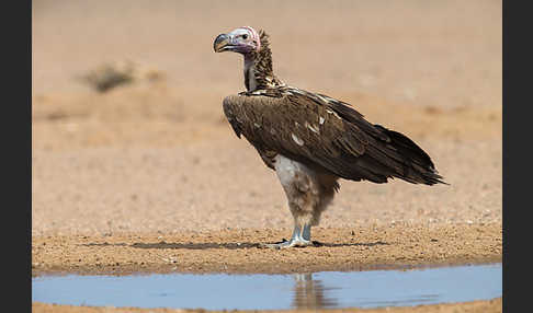 Ohrengeier (Aegypius tracheliotus)