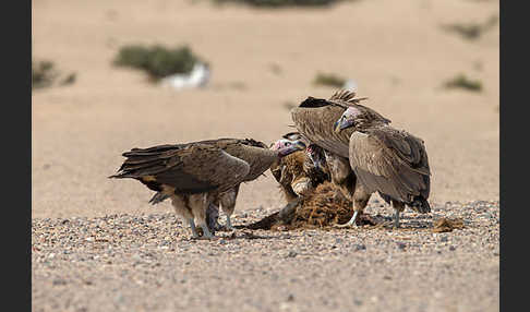 Ohrengeier (Aegypius tracheliotus)