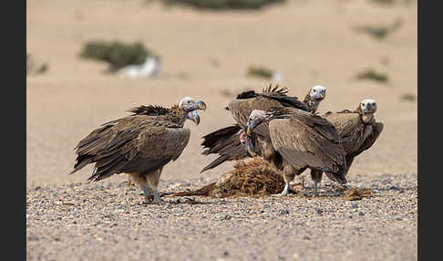 Ohrengeier (Aegypius tracheliotus)