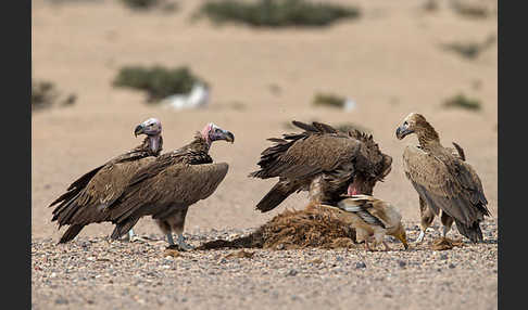 Ohrengeier (Aegypius tracheliotus)