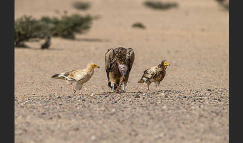 Schmutzgeier (Neophron percnopterus)