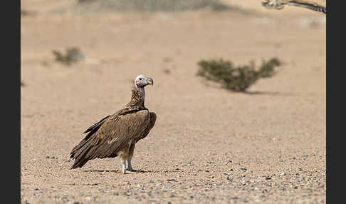 Ohrengeier (Aegypius tracheliotus)