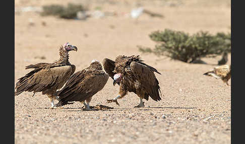 Ohrengeier (Aegypius tracheliotus)