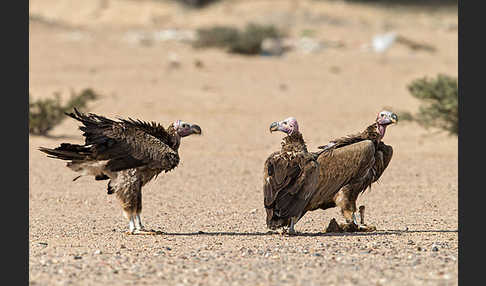 Ohrengeier (Aegypius tracheliotus)