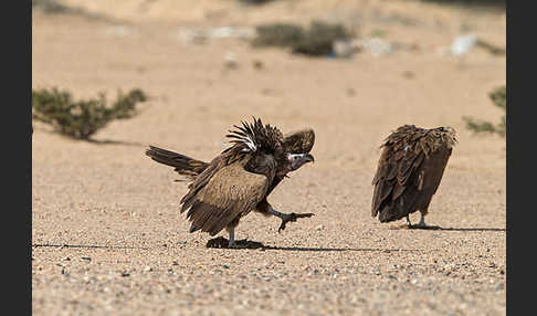 Ohrengeier (Aegypius tracheliotus)