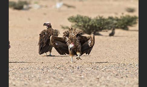 Ohrengeier (Aegypius tracheliotus)