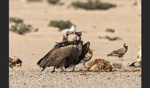 Ohrengeier (Aegypius tracheliotus)