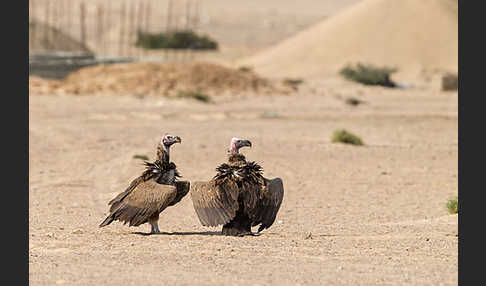 Ohrengeier (Aegypius tracheliotus)