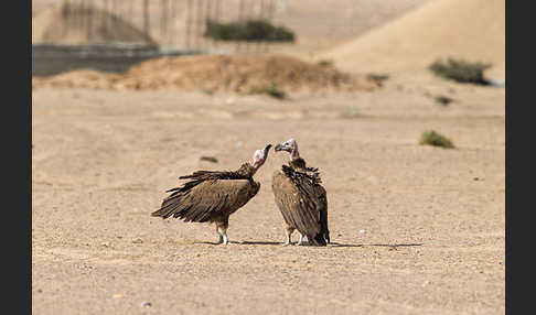 Ohrengeier (Aegypius tracheliotus)