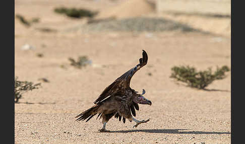 Ohrengeier (Aegypius tracheliotus)