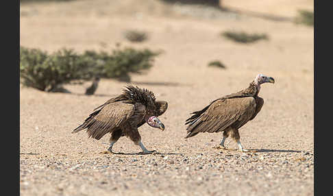 Ohrengeier (Aegypius tracheliotus)