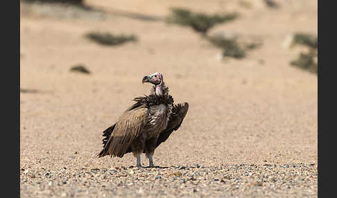 Ohrengeier (Aegypius tracheliotus)