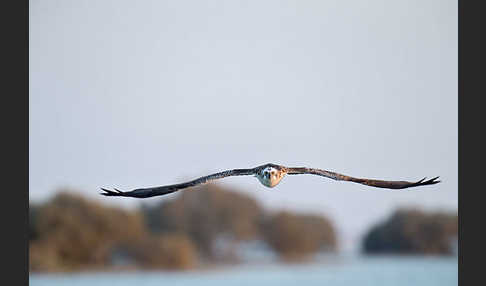 Fischadler (Pandion haliaetus)