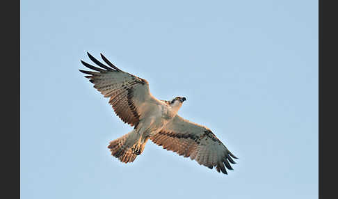 Fischadler (Pandion haliaetus)