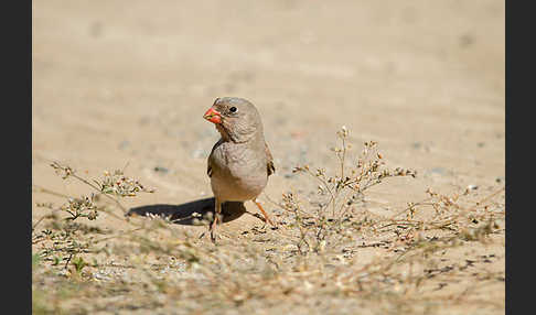 Wüstengimpel (Bucanetes githagineus)