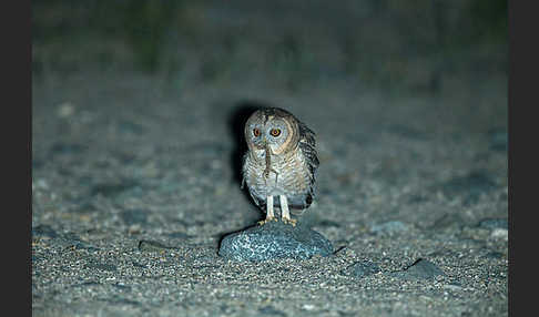 Fahlkauz (Strix hadorami)