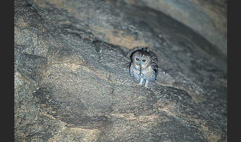 Fahlkauz (Strix hadorami)