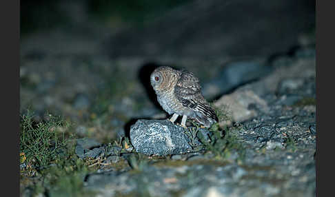 Fahlkauz (Strix hadorami)