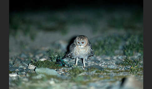 Fahlkauz (Strix hadorami)