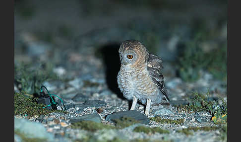 Fahlkauz (Strix hadorami)