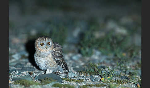 Fahlkauz (Strix hadorami)