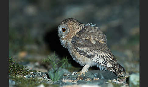 Fahlkauz (Strix hadorami)