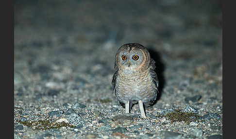 Fahlkauz (Strix hadorami)