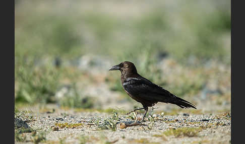 Wüstenrabe (Corvus ruficollis)