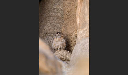 Fahlkauz (Strix hadorami)