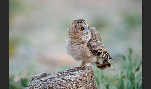 Fahlkauz (Strix hadorami)