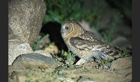 Fahlkauz (Strix hadorami)