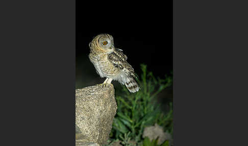 Fahlkauz (Strix hadorami)