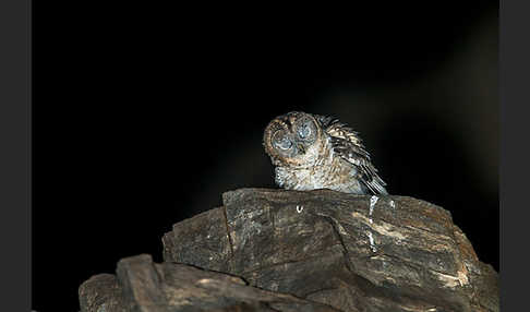 Fahlkauz (Strix hadorami)