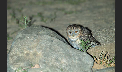 Fahlkauz (Strix hadorami)