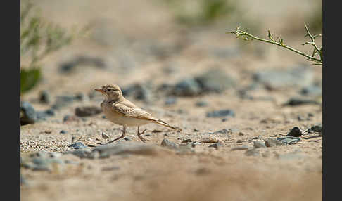 Sandlerche (Ammomanes cincturus)