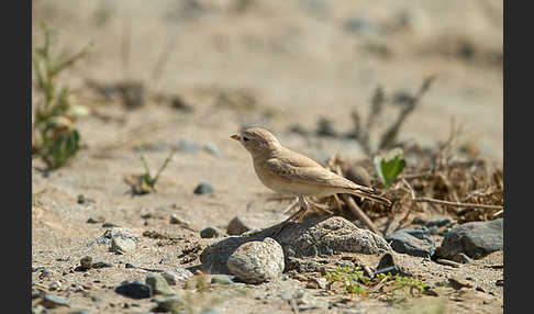 Sandlerche (Ammomanes cincturus)