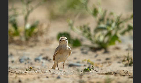 Sandlerche (Ammomanes cincturus)